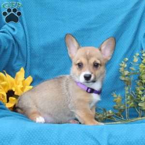 Joy, Pembroke Welsh Corgi Puppy
